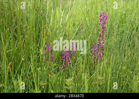 Anacamptis laxiflora, lockere rote Orchidee. Wilde Pflanze im Frühjahr erschossen. Stockfoto