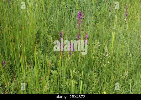 Anacamptis laxiflora, lockere rote Orchidee. Wilde Pflanze im Frühjahr erschossen. Stockfoto