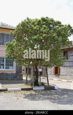 Arbutus andrachne, Zypern Erdbeerbaum. Wilde Pflanze im Frühjahr erschossen. Stockfoto