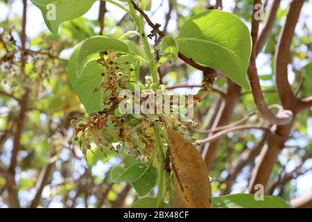 Arbutus andrachne, Zypern Erdbeerbaum. Wilde Pflanze im Frühjahr erschossen. Stockfoto