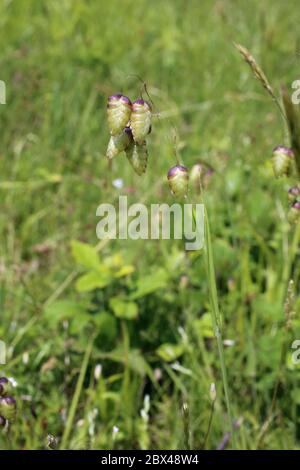 Briza Medien, Quaking Grass. Wilde Pflanze im Frühjahr erschossen. Stockfoto