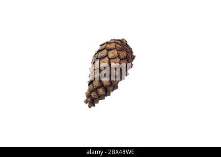 Tannenzapfen oder Tannenzapfen auf weißem Hintergrund. Stockfoto