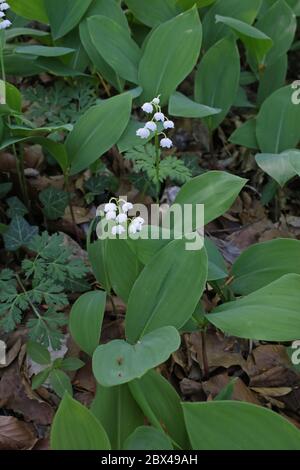 Convallaria majalis, Maiglöckchen. Wilde Pflanze im Frühjahr erschossen. Stockfoto