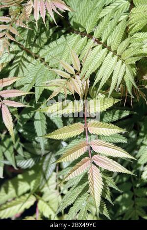 Falsche Spiraea Sorbaria sorbifolia 'Sem' Stockfoto