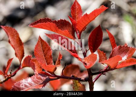 Photinia x fraseri 'Magical Volcano', Fraser mit roter Spitze Photinia fraseri struppige Pflanze rote Blätter Stockfoto