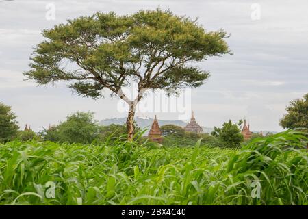 Bagan ist eine alte Stadt und ein UNESCO-Weltkulturerbe in der Mandalay Region von Myanmar. Stockfoto