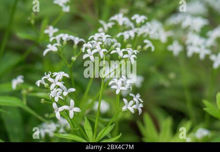 Süßer Waldmeister (Galium odoratum), Bayern, Deutschland, Europa Stockfoto