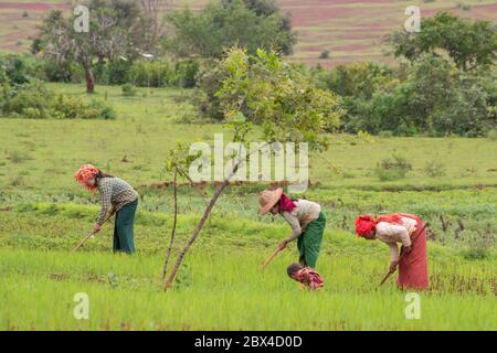 Myanmar, Menschen, die auf Feldern zwischen kalaw und inle Lake arbeiten Stockfoto