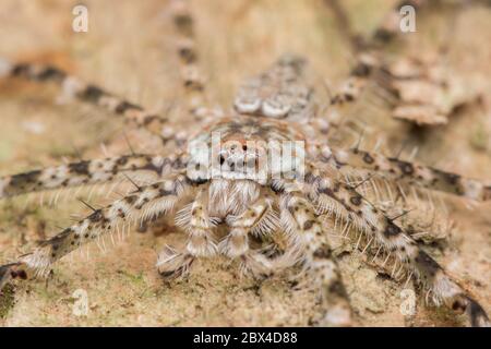 Spider of Borneo , Huntsman Spider - Natur Wildlife Konzept Stockfoto