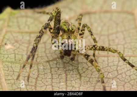 Spider of Borneo , Huntsman Spider - Natur Wildlife Konzept Stockfoto