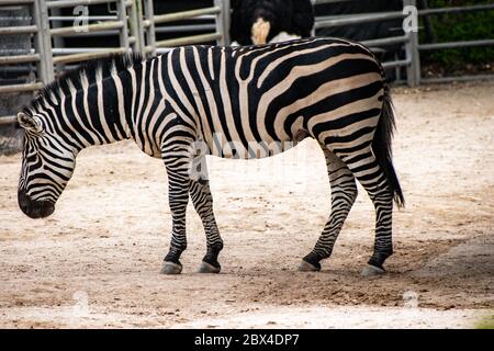 Seitenprofil eines Zebras in seinem Gehege im örtlichen Stadtzoo. Stockfoto