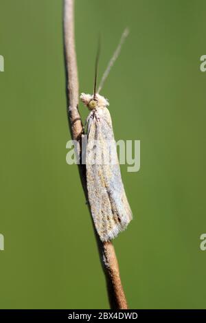 Crambus perlella aus satiniertem Grassfurnier Stockfoto