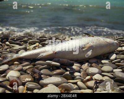 Die tote Meeräsche (Mugil) am Ufer des Meeres, die Fische ohne die äußeren Verletzungen. Tod der Fische infolge der Verschmutzung des Meerwassers Stockfoto