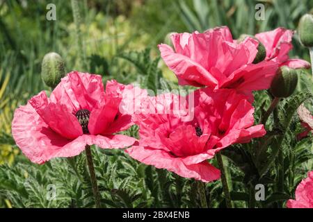 Rosa Oriental Poppy Papaver orientale 'Wassermelone' Stockfoto
