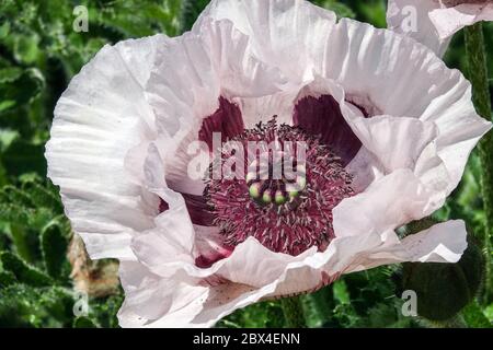 Orientalischer Poppy Papaver orientale 'Perry's White' Stockfoto