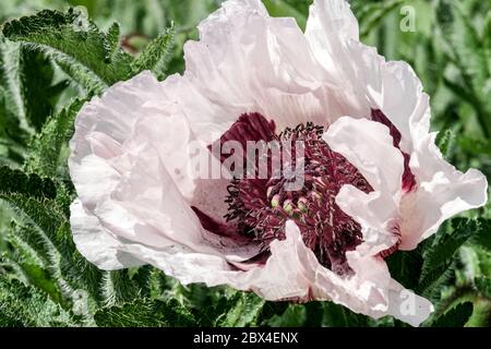 Orientalischer Poppy Papaver orientale 'Perry's White', violette Mitte Stockfoto