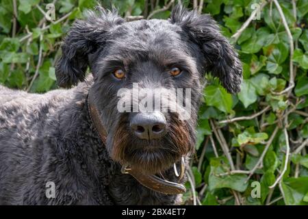 Porträt von Bouvier des Flandres, orangefarbene Augen, auf einem natürlichen grünen Hintergrund Stockfoto