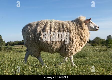 Wolle Schafe zu Fuß auf dem Deich Stockfoto