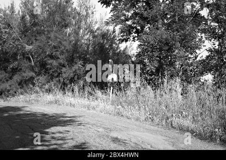 Parabolspiegel für den Straßenverkehr an einer Landstraße (Pesaro, Italien, Europa) Stockfoto