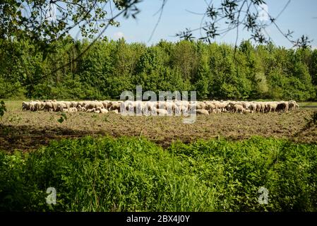 Eine Schafherde, die in einer Lichtung im Wald grast, wird von Ästen umrahmt gesehen Stockfoto