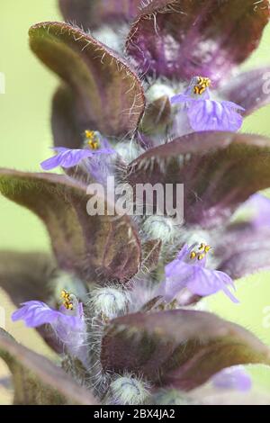 Ajuga pyramidalis, allgemein bekannt als pyramidal bugle Stockfoto