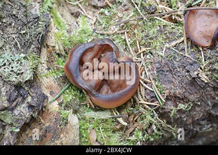 Discina perlata, bekannt als Schweineohren, wilder Pilz aus Finnland Stockfoto