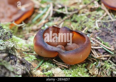 Discina perlata, bekannt als Schweineohren, wilder Pilz aus Finnland Stockfoto