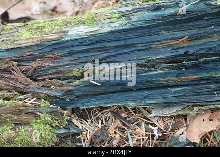 Chlorociboria aeruginascens, Grüner Elfbecher, hat verfallende Holz bläulich grün gefärbt Stockfoto