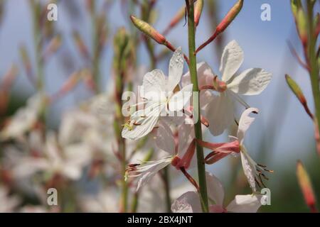 Winzige weiße Blüten von gaura lindheimeri oder wirbelnde Schmetterlinge in der Morgensonne in Richtung blauer Himmel Makro, verträumter Blütenstand in einem romantischen Garten Stockfoto