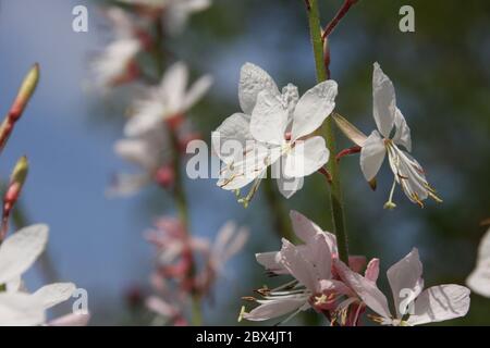 Winzige weiße Blüten von gaura lindheimeri oder wirbelnde Schmetterlinge in der Morgensonne in Richtung blauer Himmel Makro, verträumter Blütenstand in einem romantischen Garten Stockfoto