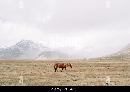 Ein braunes Pferd wandert durch das Feld inmitten eines Schneesturms in den Bergen. Das isländische Pferd ist eine Rasse von Pferden, die in Island angebaut werden. Stockfoto