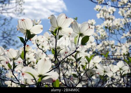 Weißer blühender Dogwood Tree Cornus florida „White Cloud“ Eastern Dogwood Flowers Frühling April blühende Äste in Bloom Against Blue Sky Stockfoto