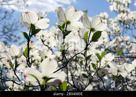 Eastern Dogwood Cornus florida 'White Cloud' April blüht Frühling Blumen Garten blauen Himmel Stockfoto