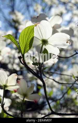 White Dogwood Cornus florida 'White Cloud' hinterleuchtete Blume Stockfoto