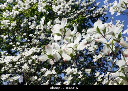 Blühende Sträucher Dogwood Cornus florida 'White Cloud' Stockfoto