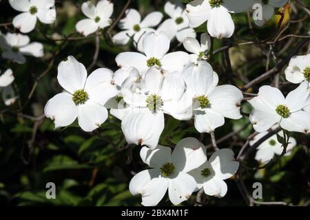 White Dogwood Cornus florida 'White Cloud' Stockfoto