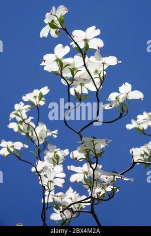 Blühendes Dogwood Cornus florida 'White Cloud' gegen blauen Himmel Cornus 'White Cloud' Stockfoto