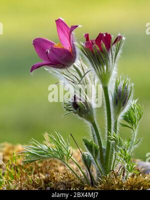 Pasqueflower, Pulsatilla vulgaris, in Blüte zu Ostern, April. Monmouthshire, Wales. Familie Ranunculaceae Stockfoto