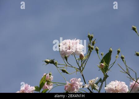 Blassrosa Blüten von Wanderrosen oder Kletterrosen vor hellblauem Himmel auf verschwommenem Hintergrund, verträumter Blütenstand in einem romantischen Landhaus gard Stockfoto