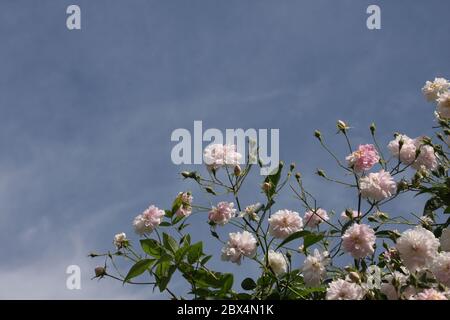 Blassrosa Blüten von Wanderrosen oder Kletterrosen vor hellblauem Himmel auf verschwommenem Hintergrund, verträumter Blütenstand in einem romantischen Landhaus gard Stockfoto