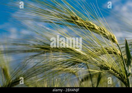 Single Roggen im Mai gegen den Himmel. Nahaufnahme. Stockfoto