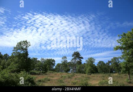 Restauriertes Heidegebiet am Kinver Edge, Staffordshire, England, Großbritannien. Stockfoto