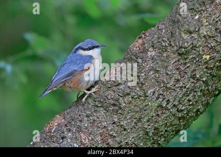 Juvenile eurasische Nuthatch auf Eichenzweig Stockfoto