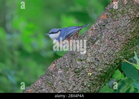 Juvenile eurasische Nuthatch auf Eichenzweig Stockfoto