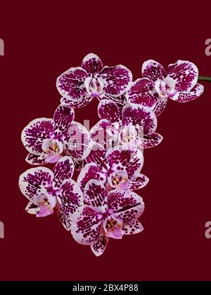 Orchideen, Orchidaceen, isoliert vor violettem Hintergrund Stockfoto