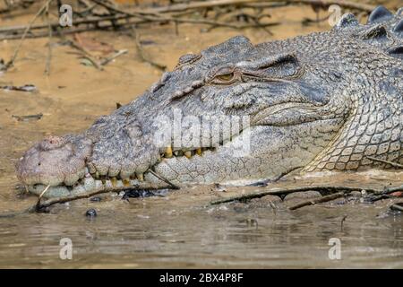 Salzwasserkrokodil (Crocodylus porosus) am Ufer des Daintree River, Queensland, Australien. Stockfoto