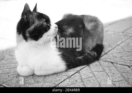 Süße Katzenrast im Innenhof auf dem Steinboden. Maneki neko Kitty. SW-Foto. Stockfoto