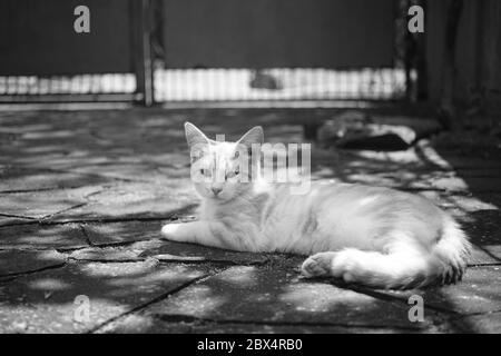 Süße Katzenrast im Innenhof auf dem Steinboden. SW-Foto. Stockfoto