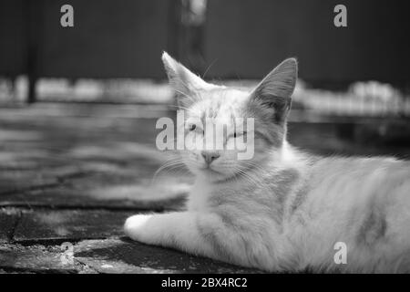 Traurige Katzenruhe im Innenhof auf dem Steinboden. SW-Foto. Stockfoto