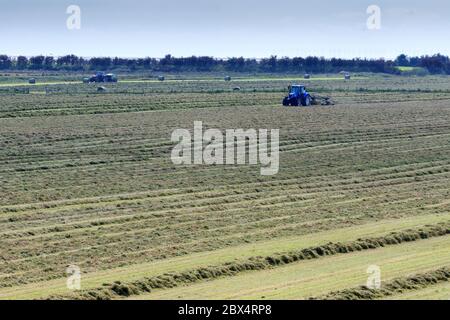 Wind Ruderrasen bereit für Ballensammel Stockfoto